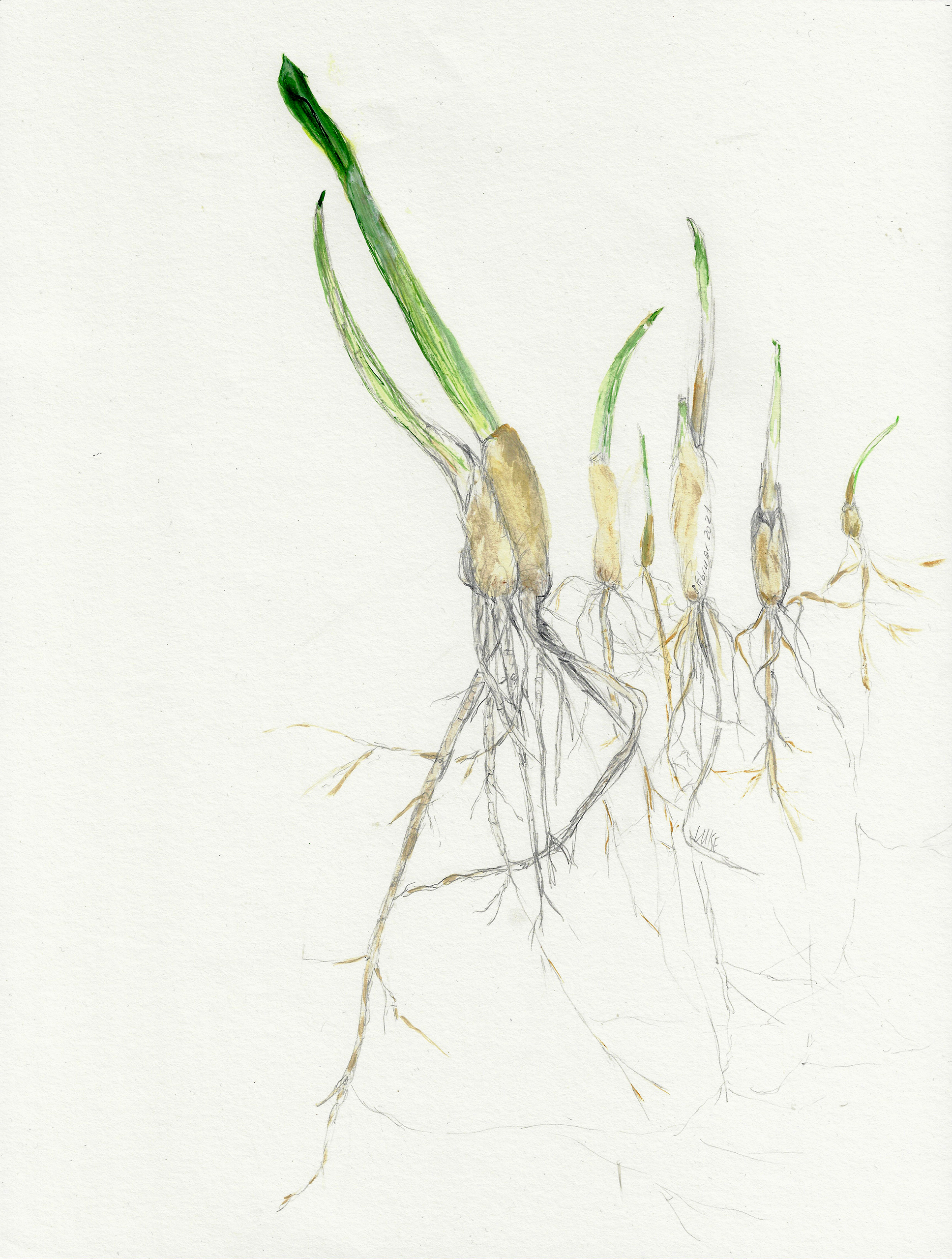 Bärlauch 1 Augarten_202101