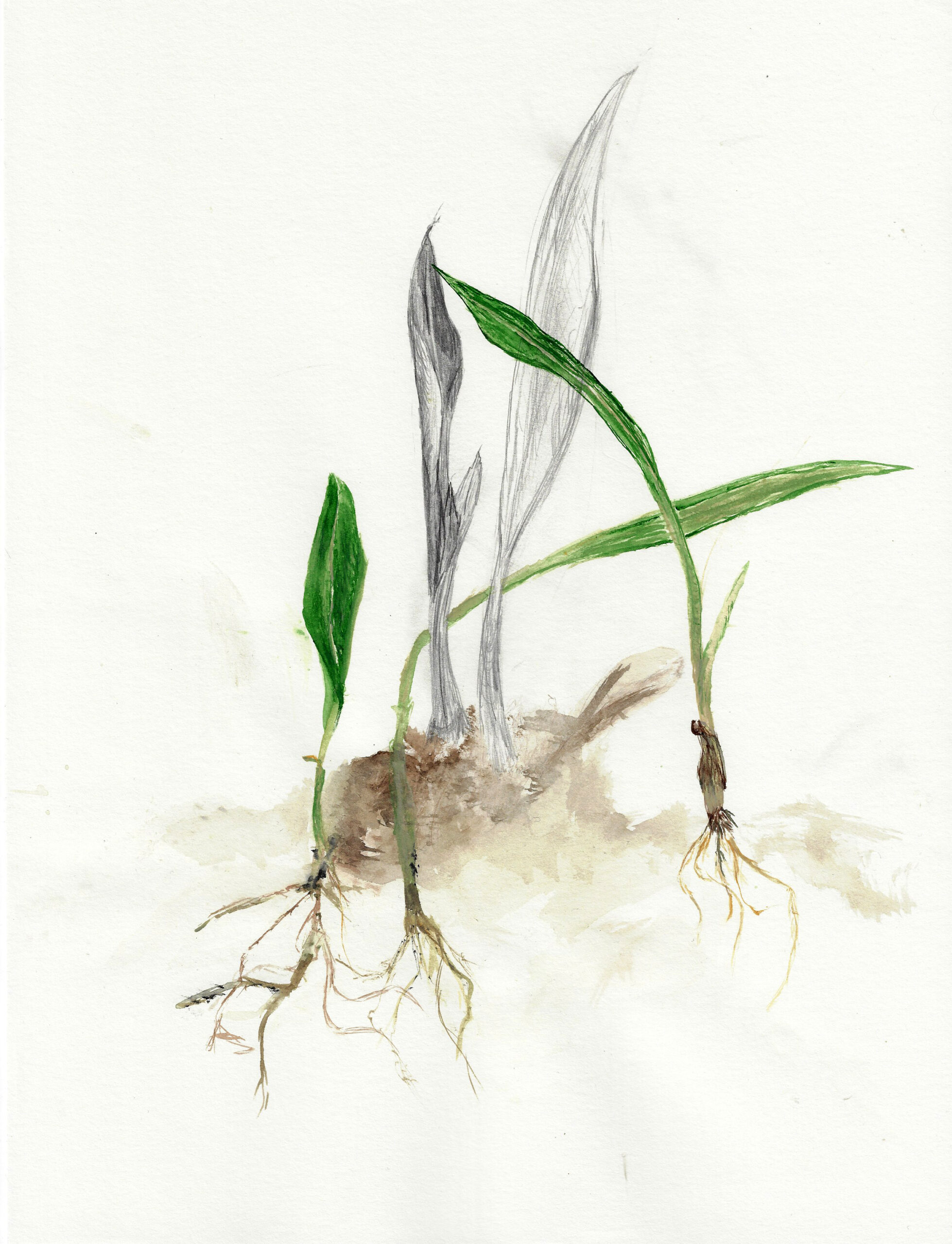 Bärlauch in Erde Luft frei202102