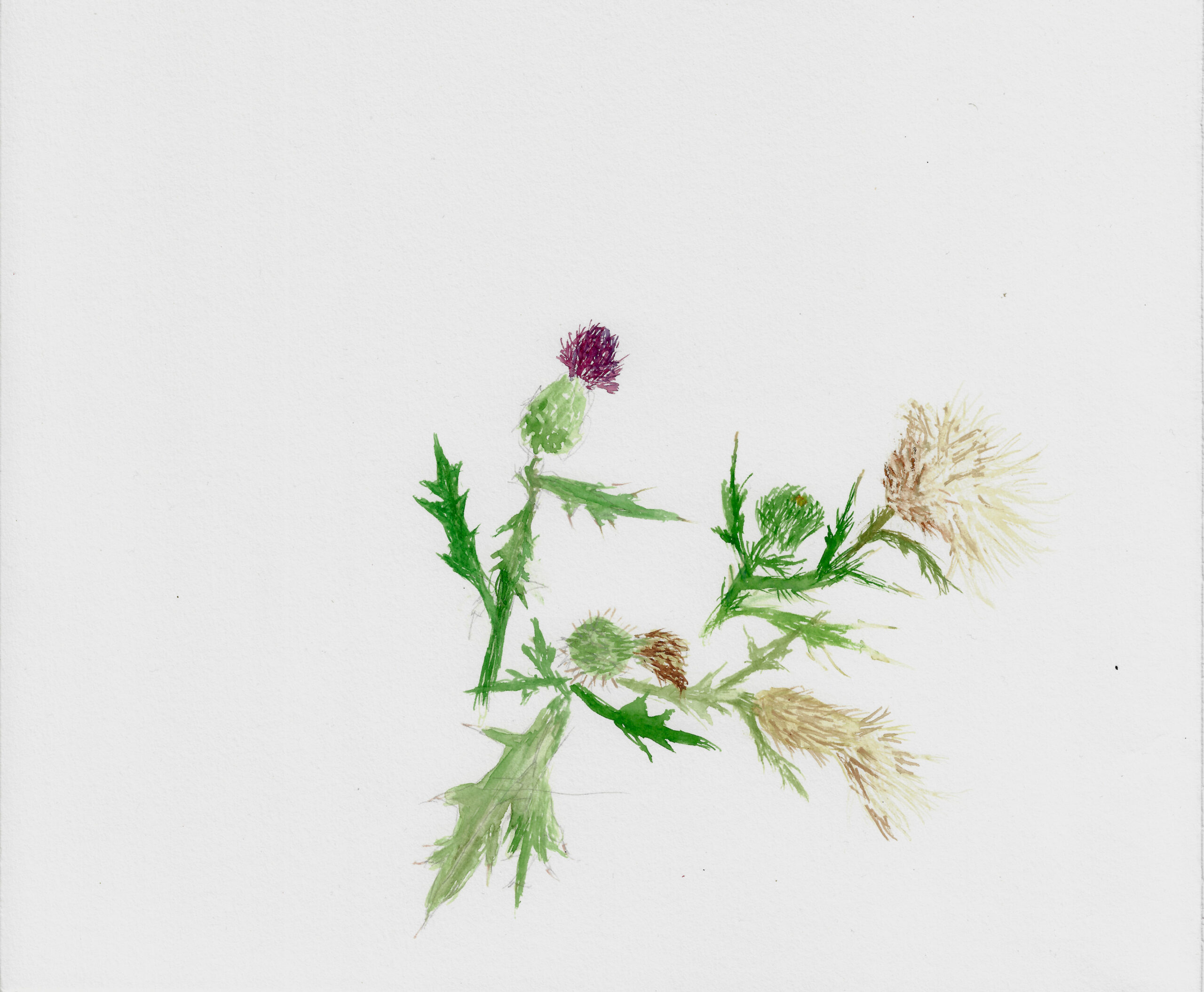 Distel Kratzdiestel Rovinj 2023