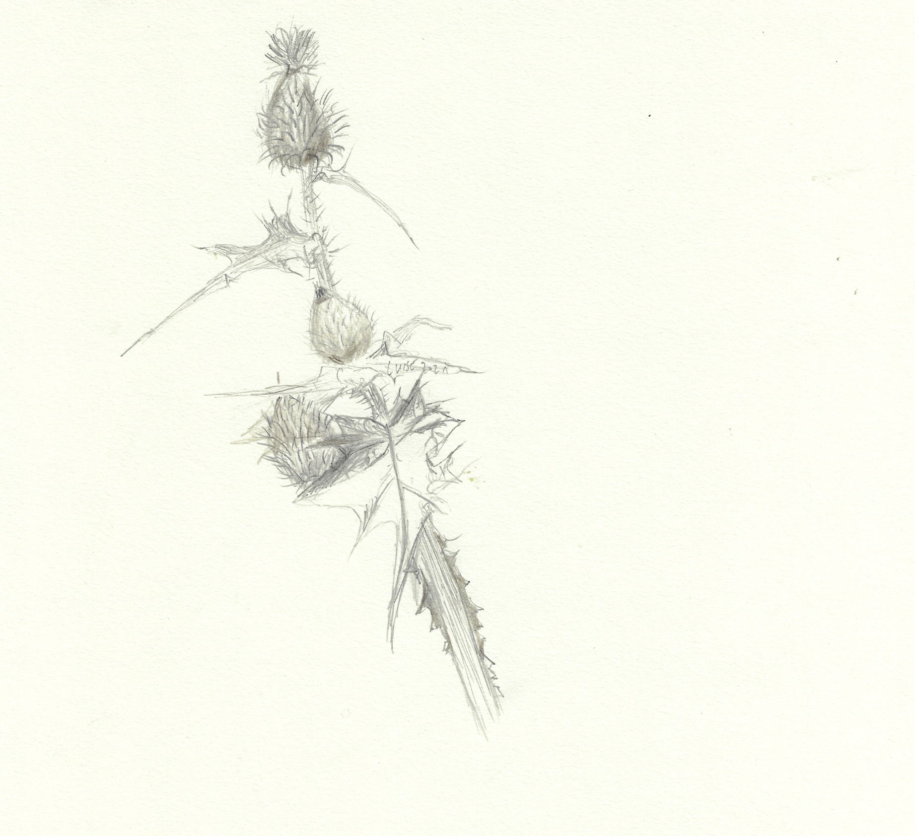 Distel Waldvietel 2020