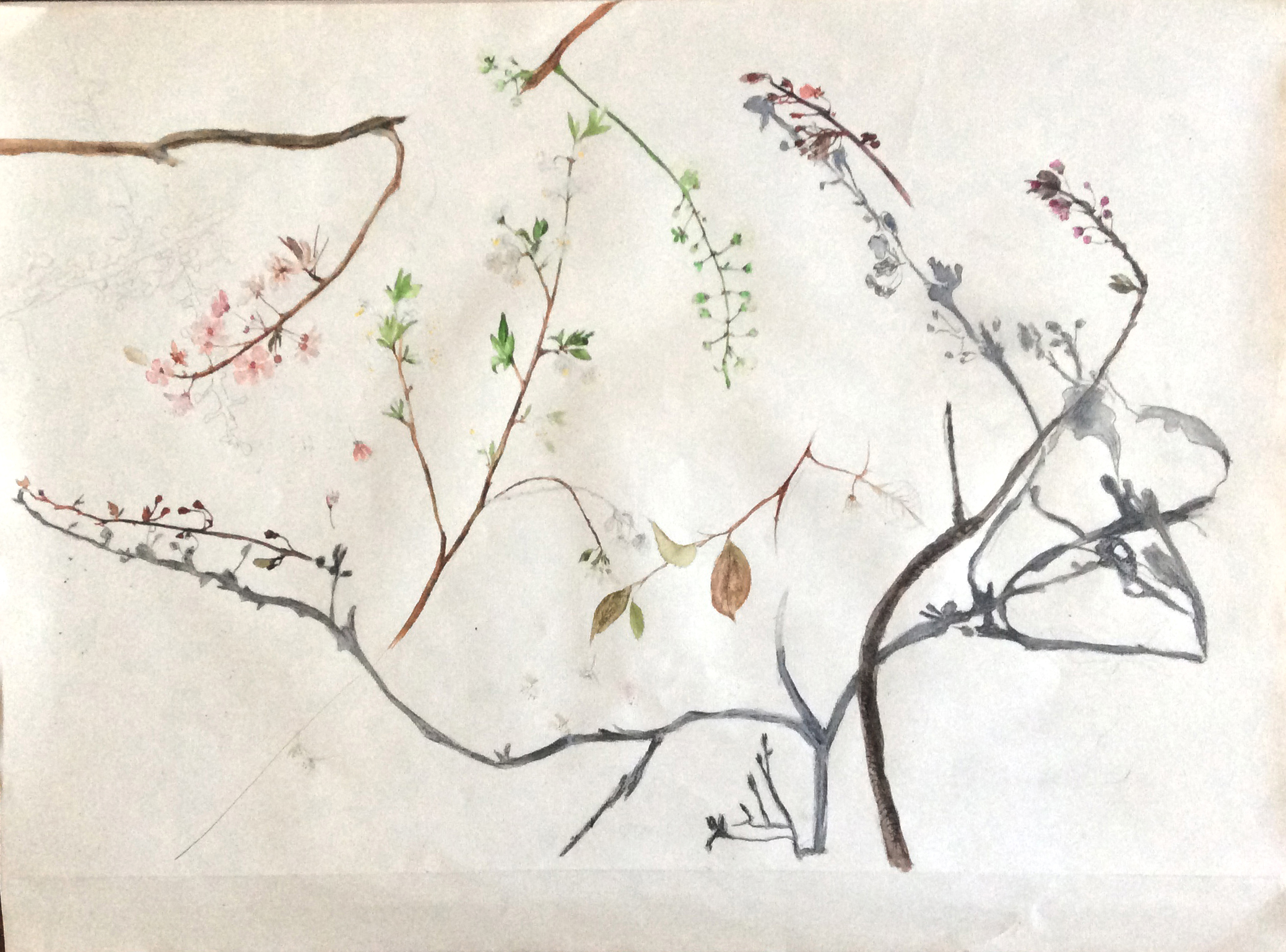 Kriecherlblüte 2023 vom Kanal 3rgb