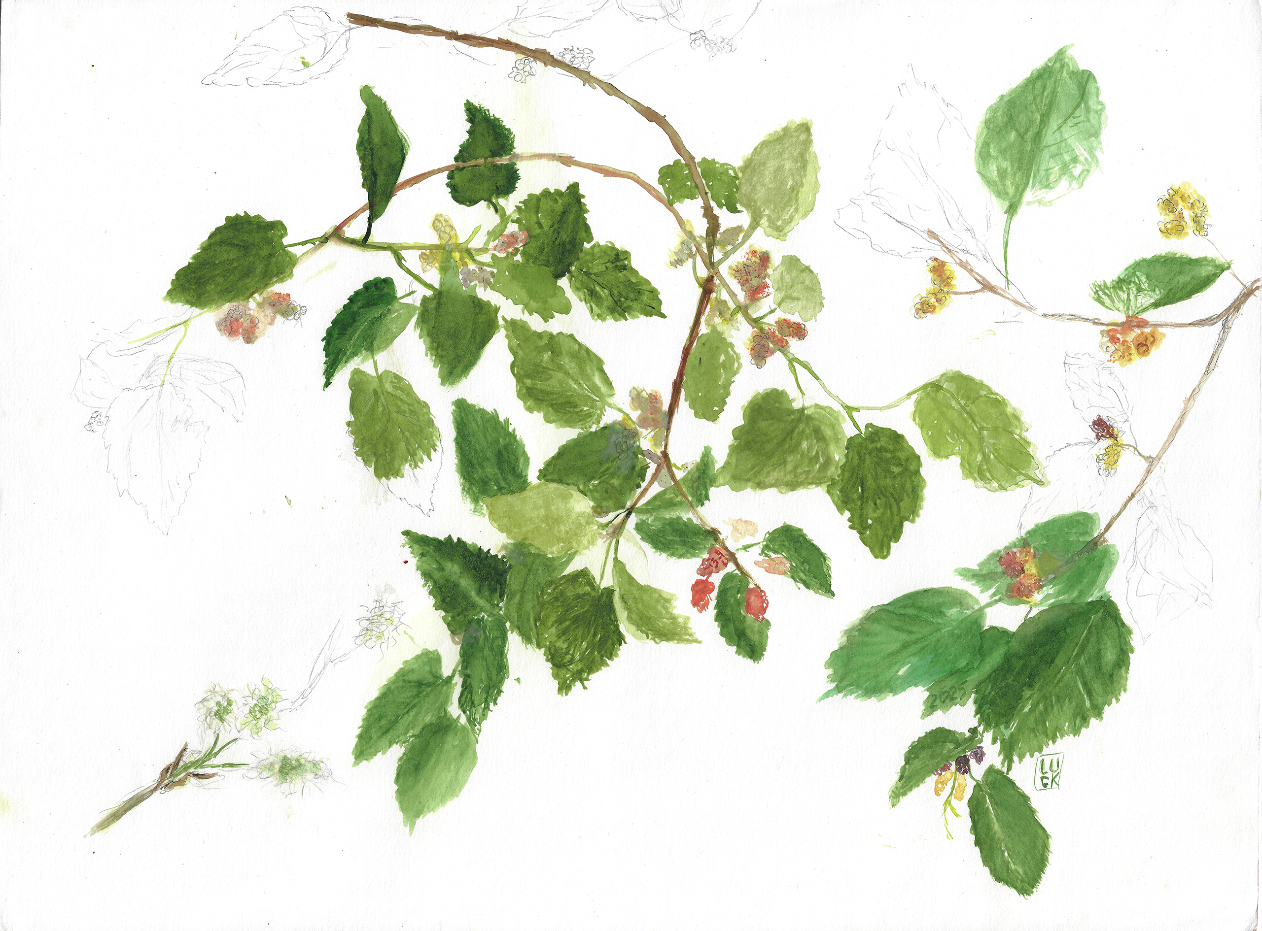 Maulbeerbäume (Morus)