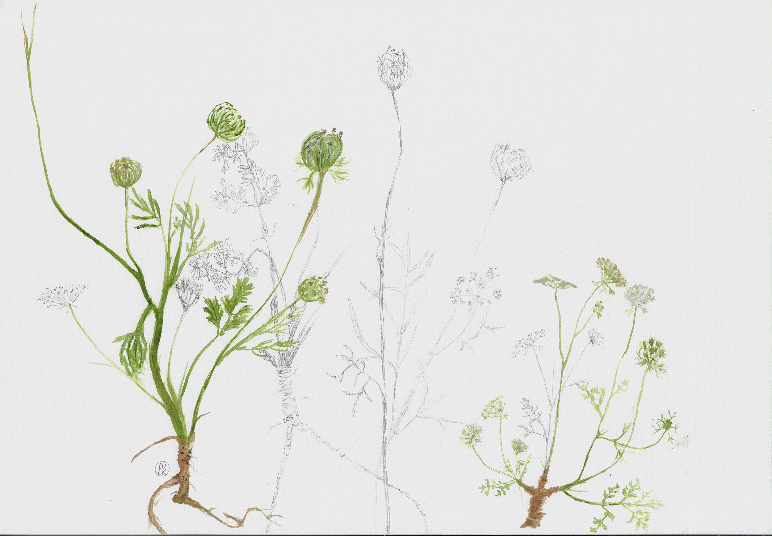 Möre wilde(daucus carota) Rovinj scan