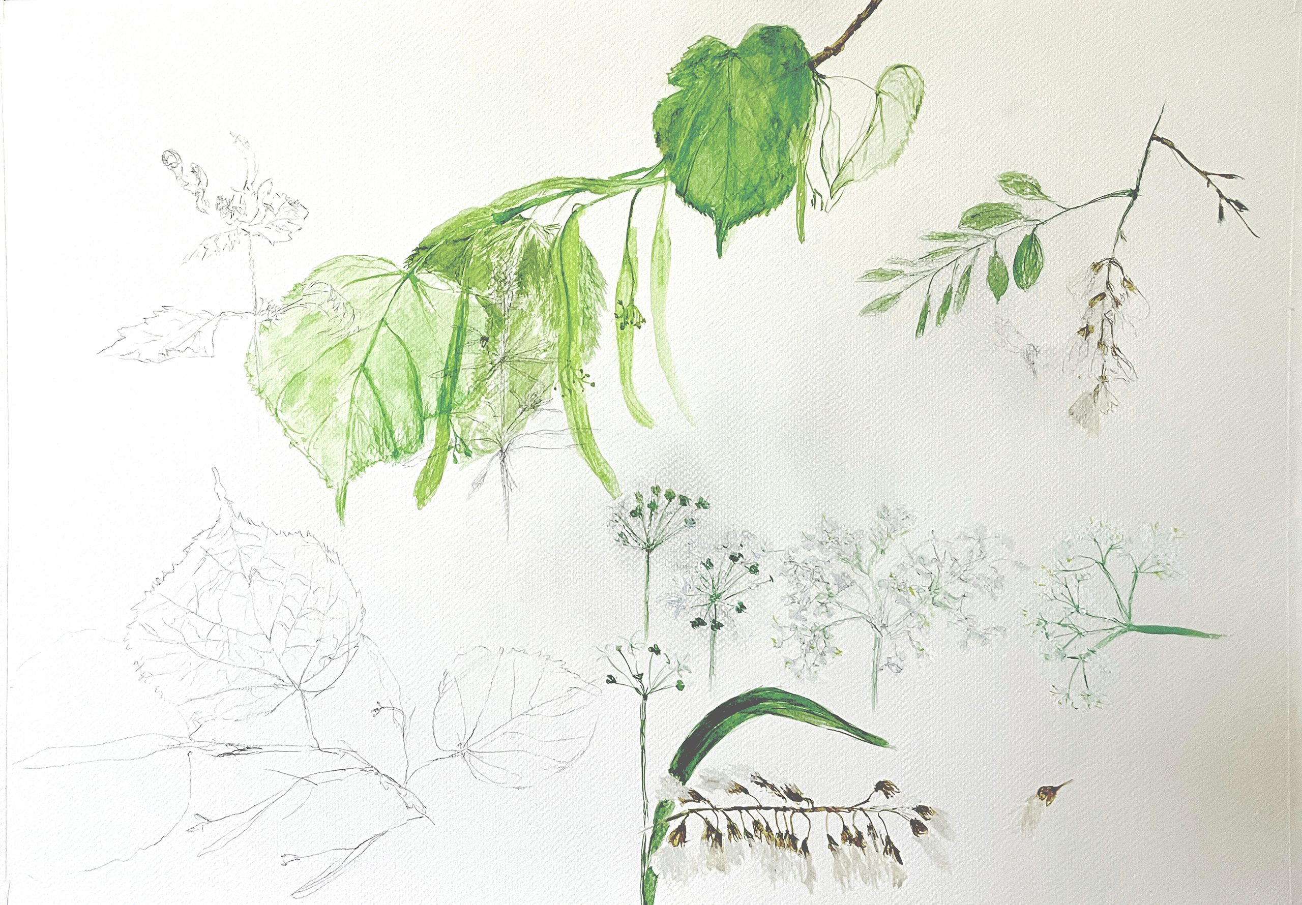 weiße Blüten Linde: Akazie:Rubinie